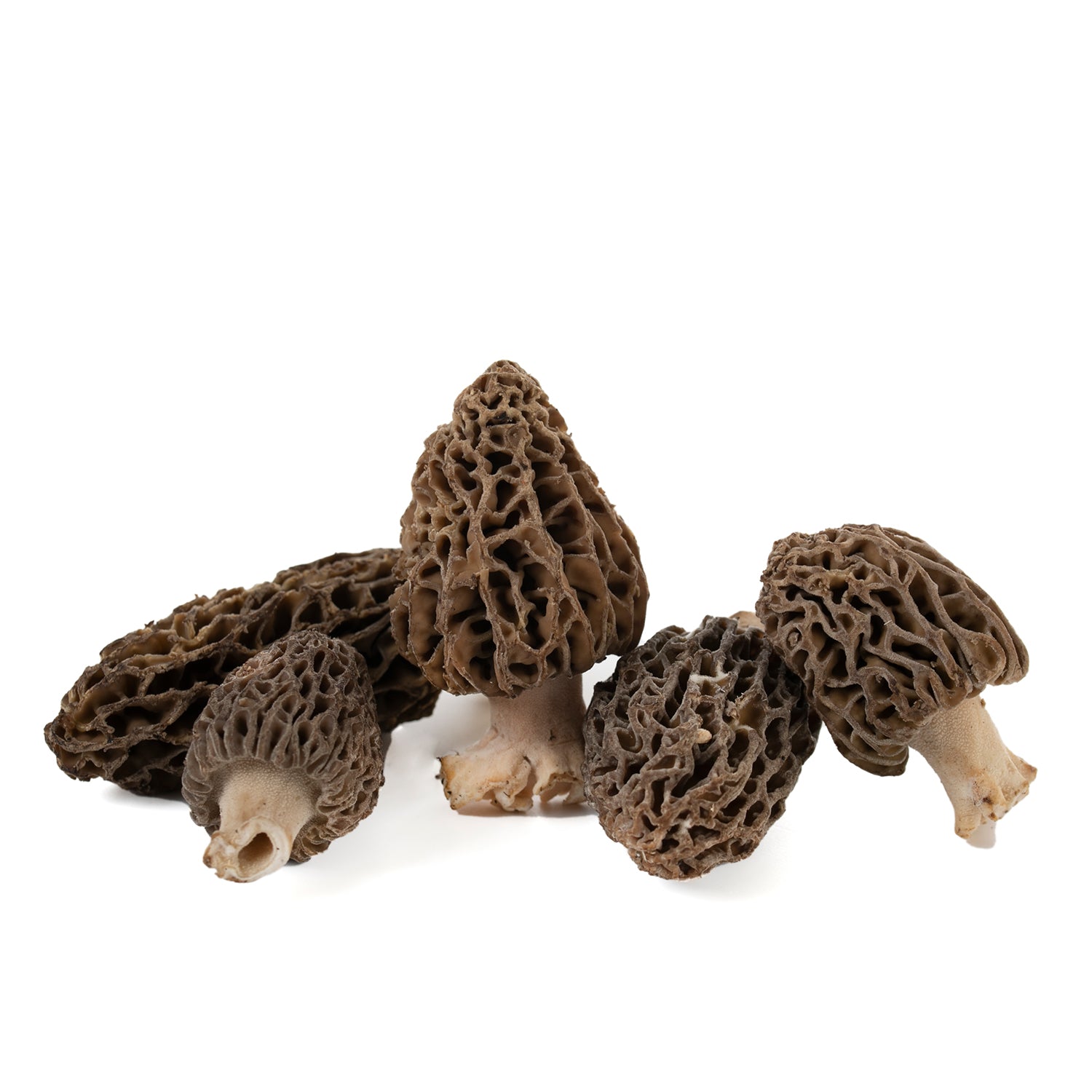 Morel - Morchella Deliciosa