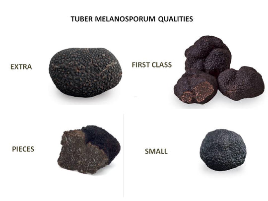 How the price per kilo of truffle is fixed