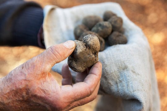 Summer truffle price trends and analysis