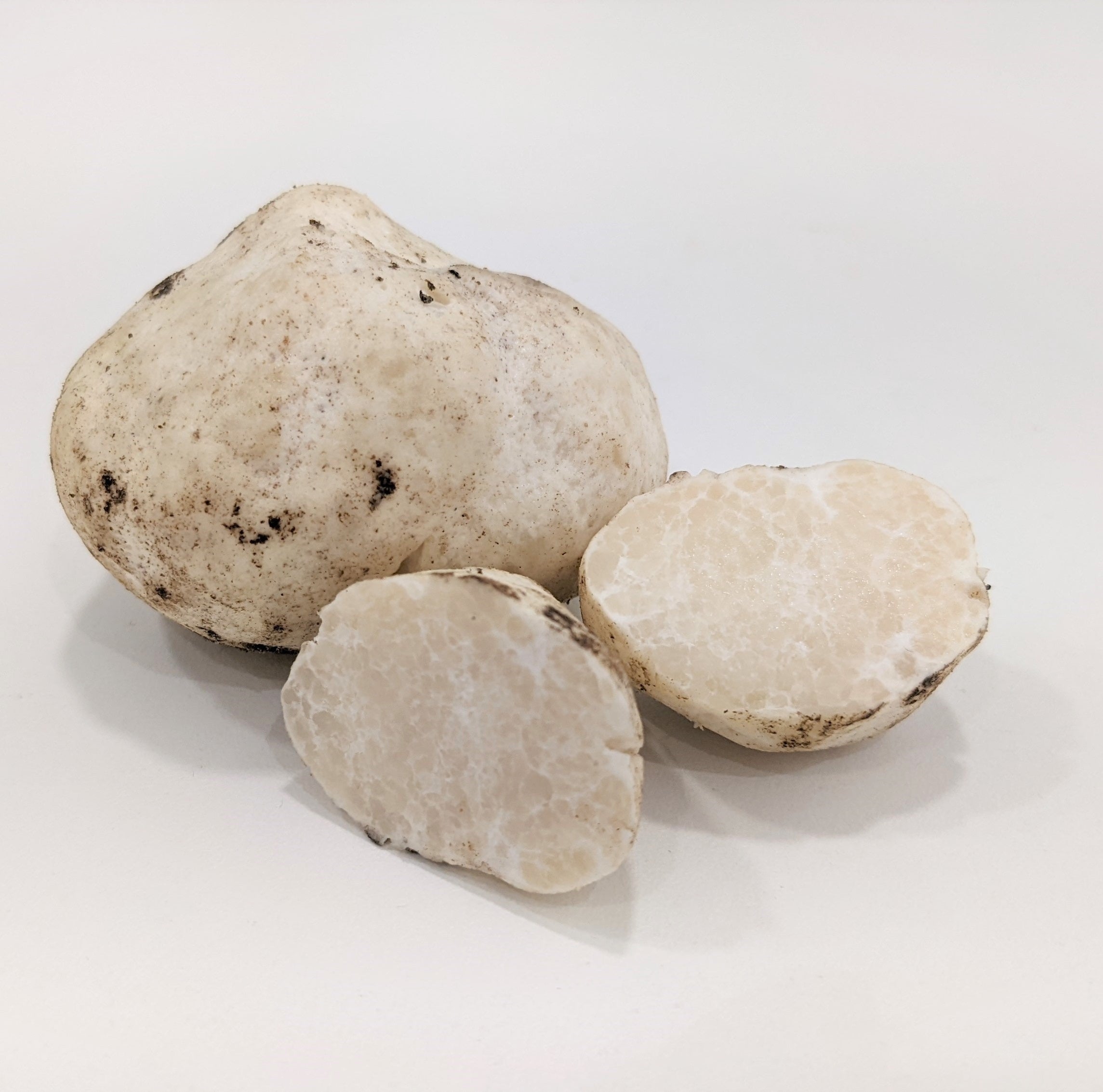 Honey Truffle  - Mattirolomyces terfezioides