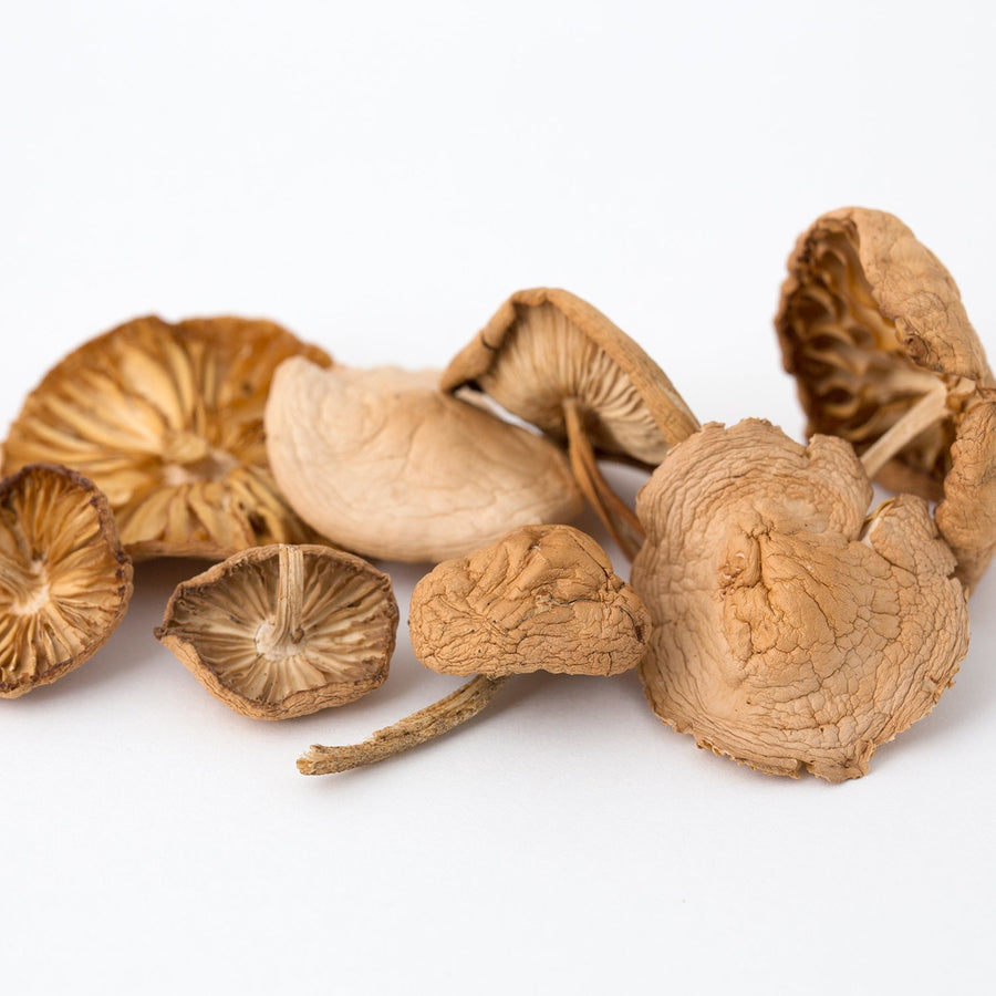 Dried Wild Marasmius Oreades Mushroom 500g
