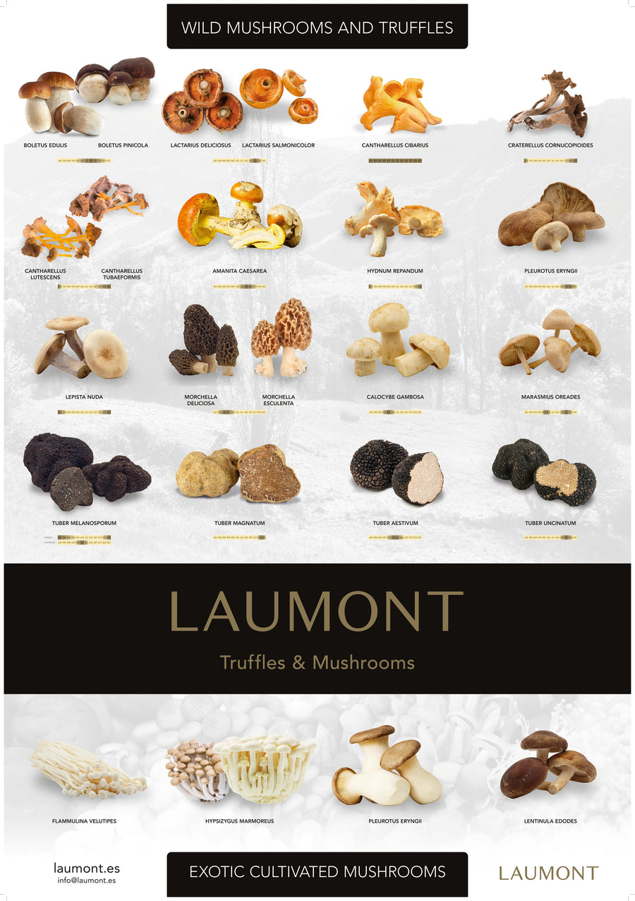 Laumont Poster: Truffles & Mushrooms season