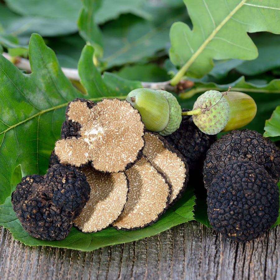 Fresh Autumn Truffle - Tuber Uncinatum