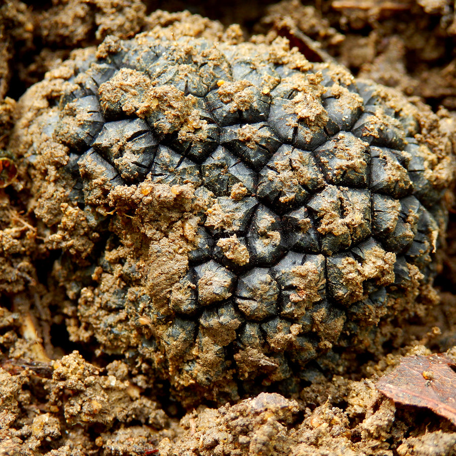 Fresh Autumn Truffle - Tuber Uncinatum